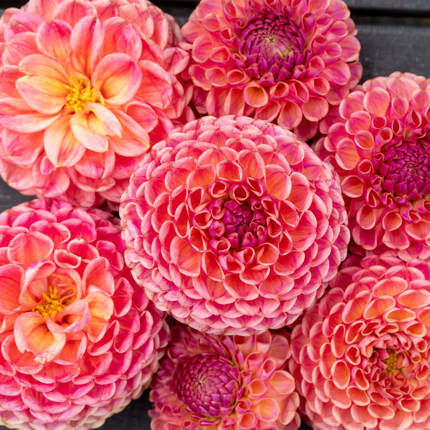 Dahlie 'Caitlin's Joy'